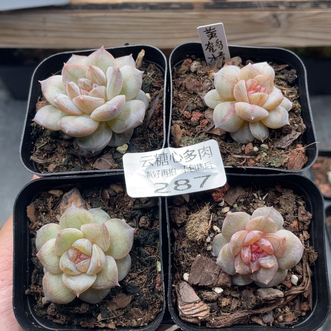 云糖心多肉植物287