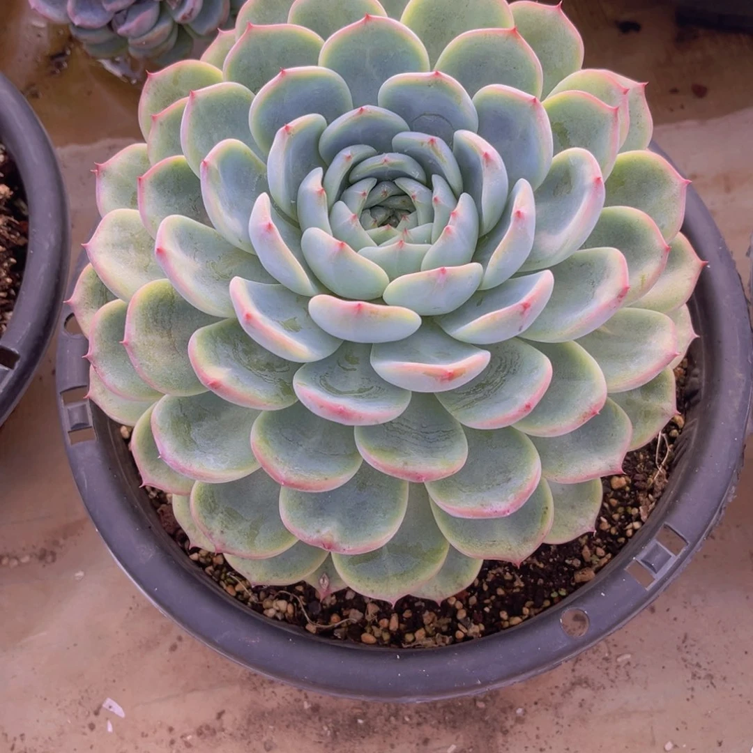 香提卡20公分9888999999