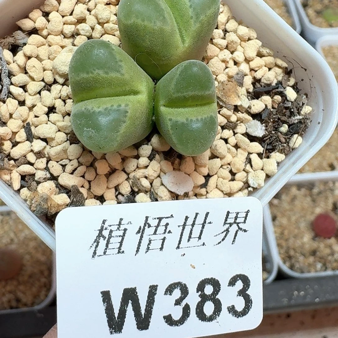 多肉植物的润泽额f g