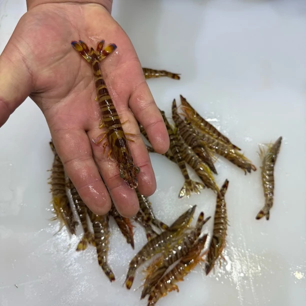 鲜活竹节虾1斤装