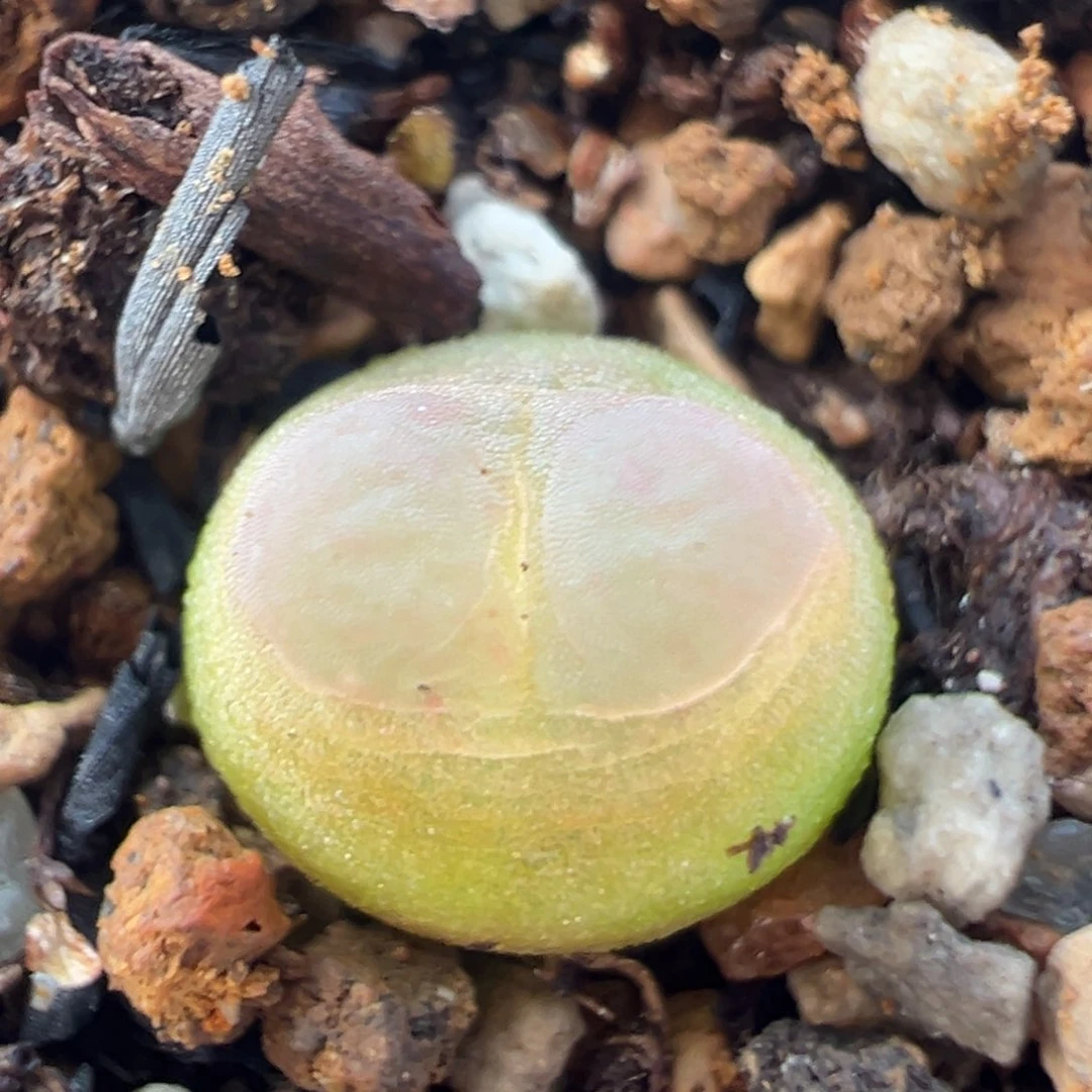 84多肉植物百科拉登