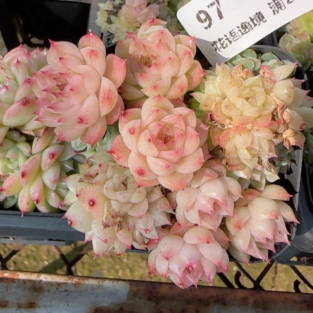 用****4花语逸镜9117-97散