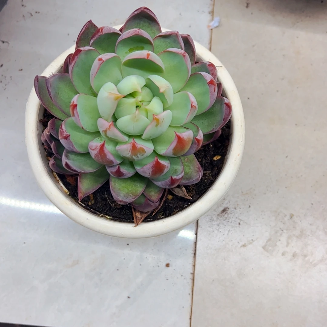 暖***。多肉植物组合盆栽惊鸿
