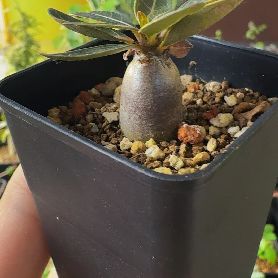 实生索科特拉沙漠玫瑰带盆土包邮