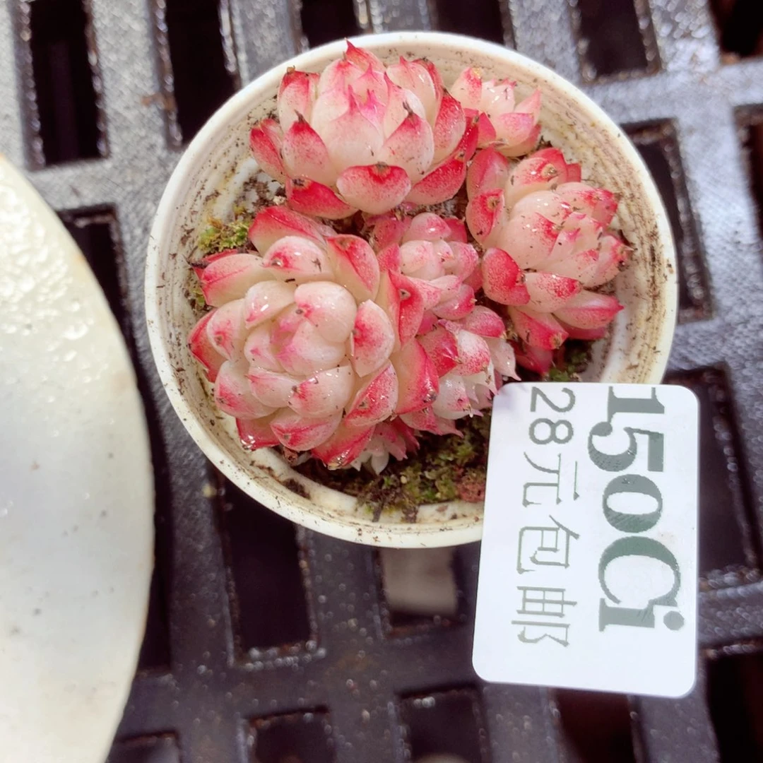 5厘米盆精控多肉150