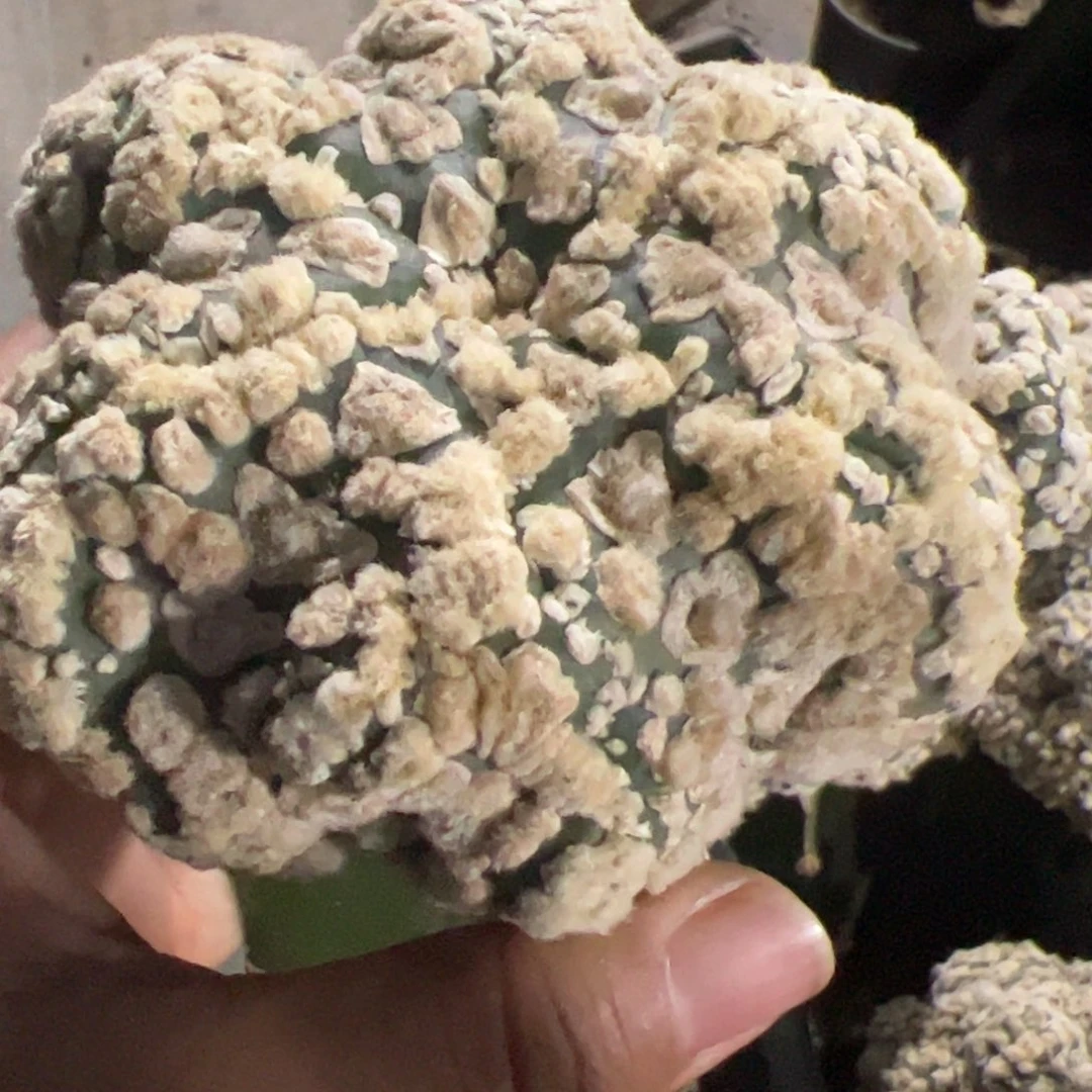 海星花园兜仙人球209