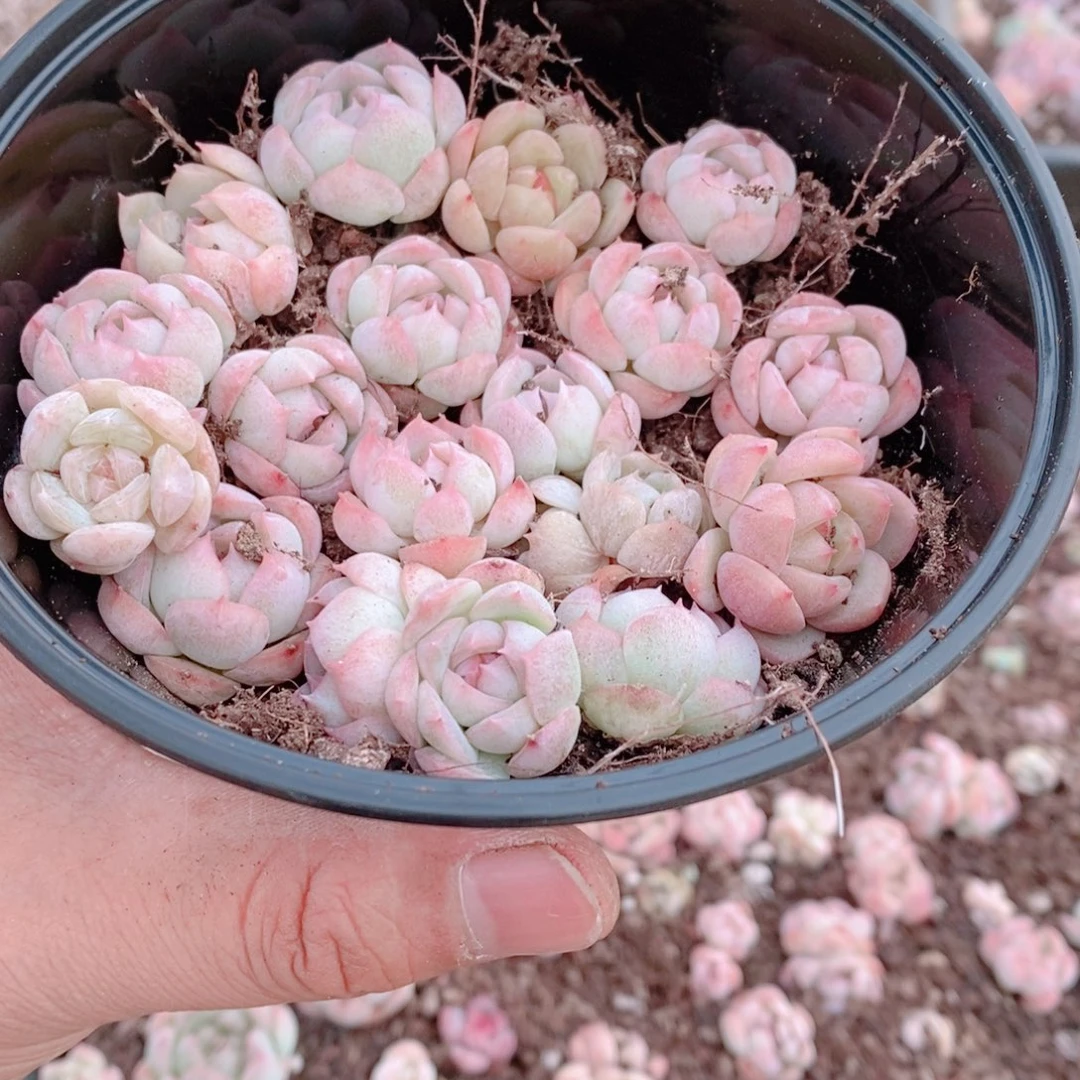 多肉植物精品切糕B458