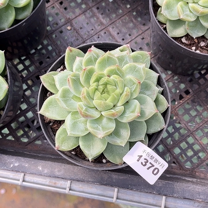 阿雅园艺。        1370钻石珍妮