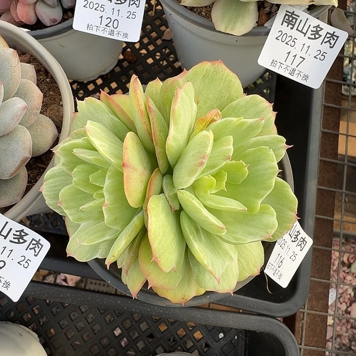 石化碧桃进111125-116