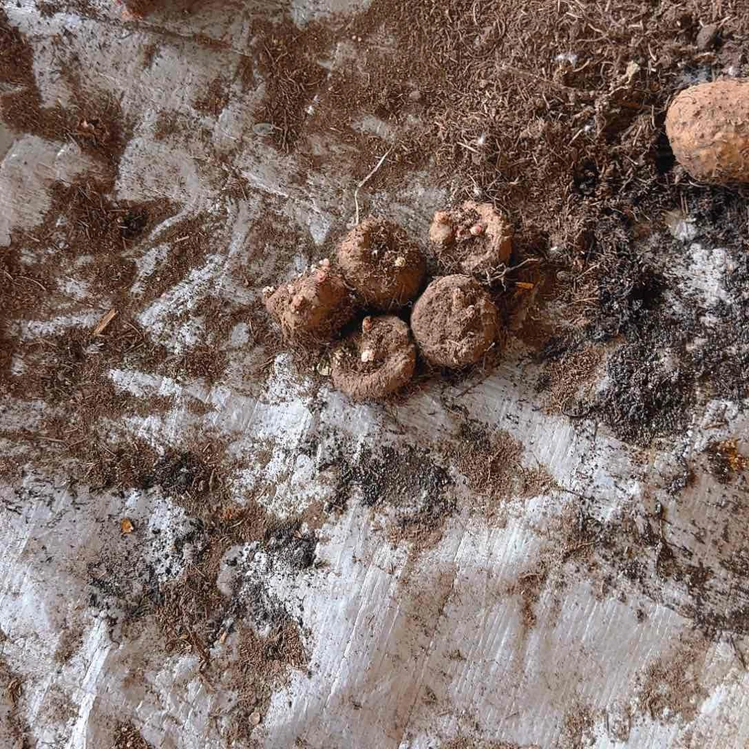 无花朵夫妻海棠种球系列中球五个