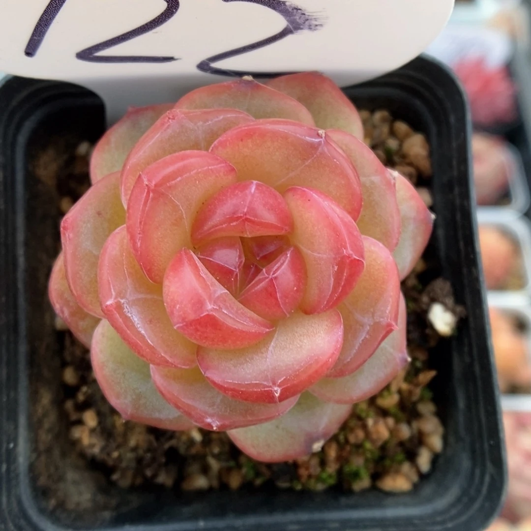 宝石心珍妮可拍922号。