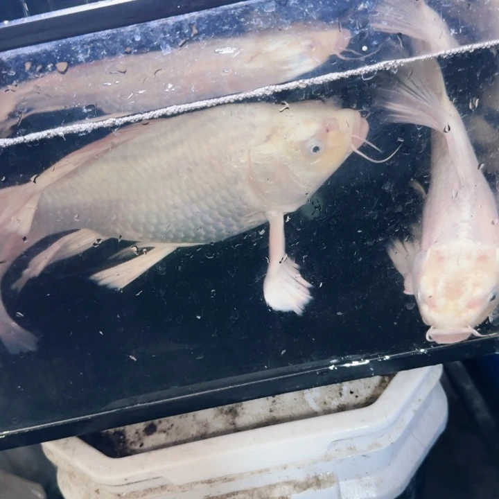 明***子海水鱼蝴蝶鲤包邮80