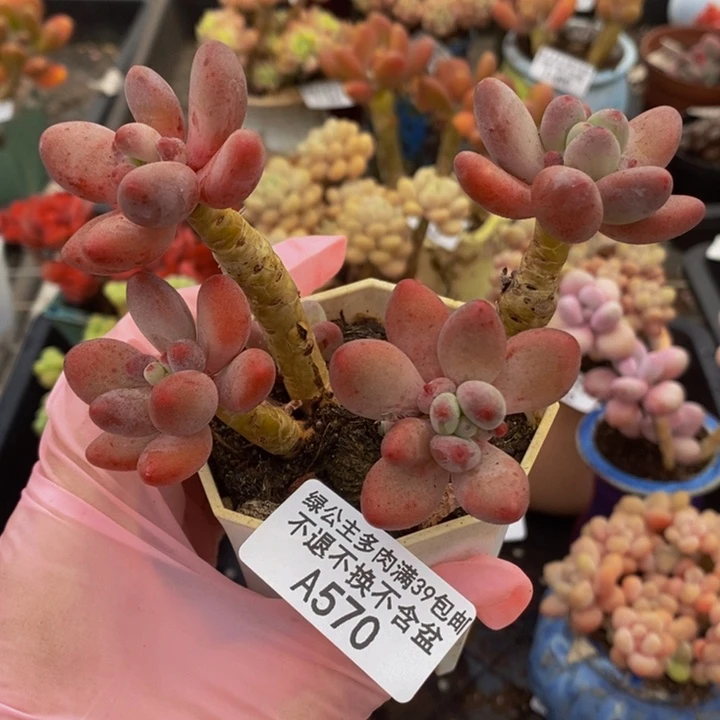 樱花奶老桩570多肉植物