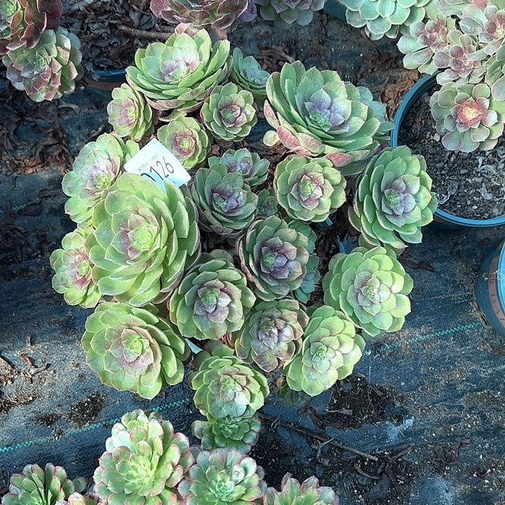 0126万圣节多肉植物