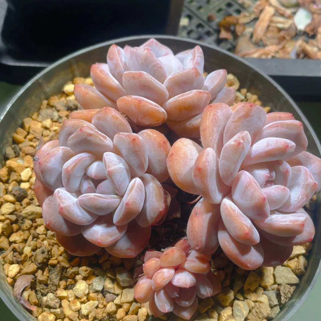 橙梦露多肉植物一棵