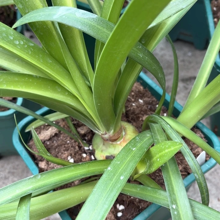 无花朵白肋鬼魅5.5不带盆