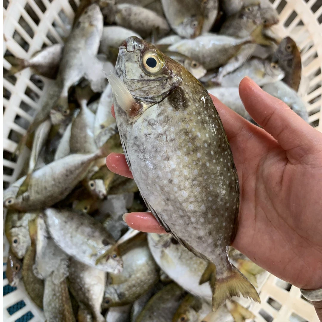 广东新鲜海鲜泥猛鱼【大号一斤3-5条左右，小号一斤7-9条左右，到手4斤，不帮杀】