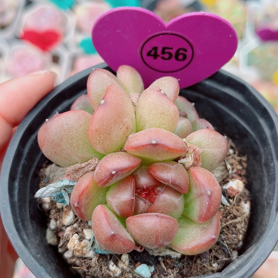 456号小老桩珍妮群