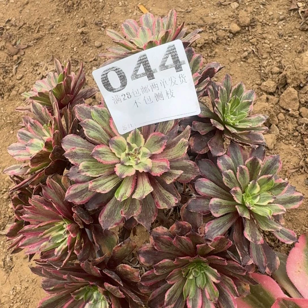 44号粉黛清棚不包损