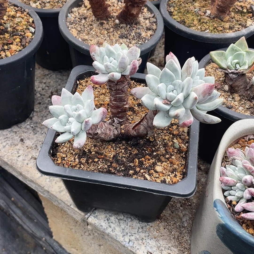 晨溪园艺仙女杯呀