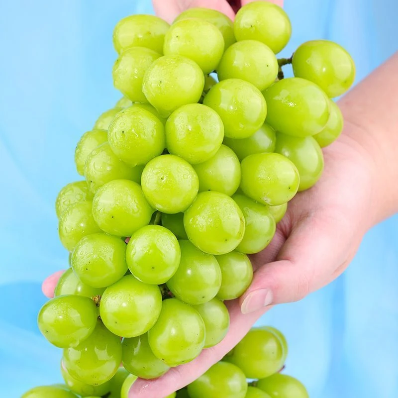 云南阳光玫瑰葡萄新鲜应季无籽提子产地直发脆甜带玫瑰香