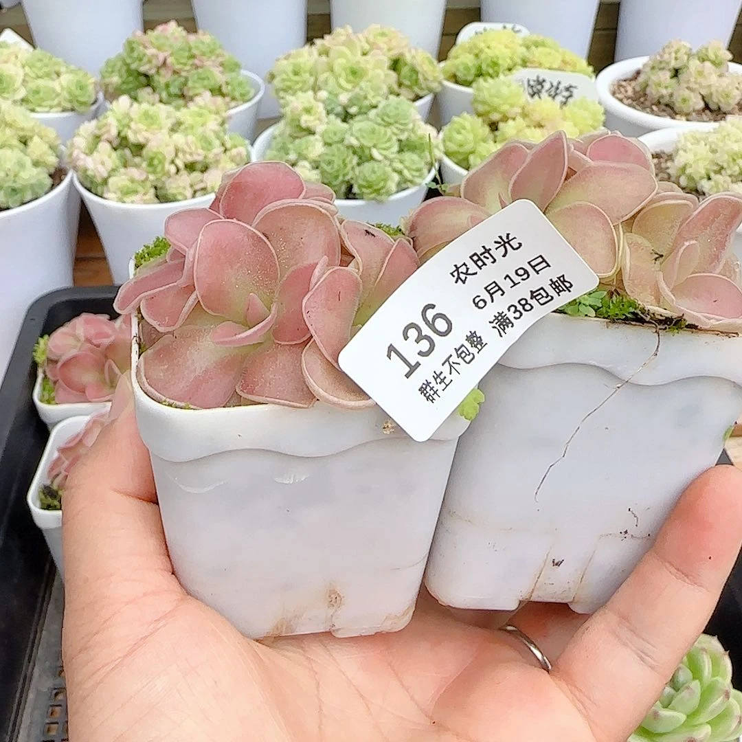 陆***装【闪购商品】0619-136两颗赛题