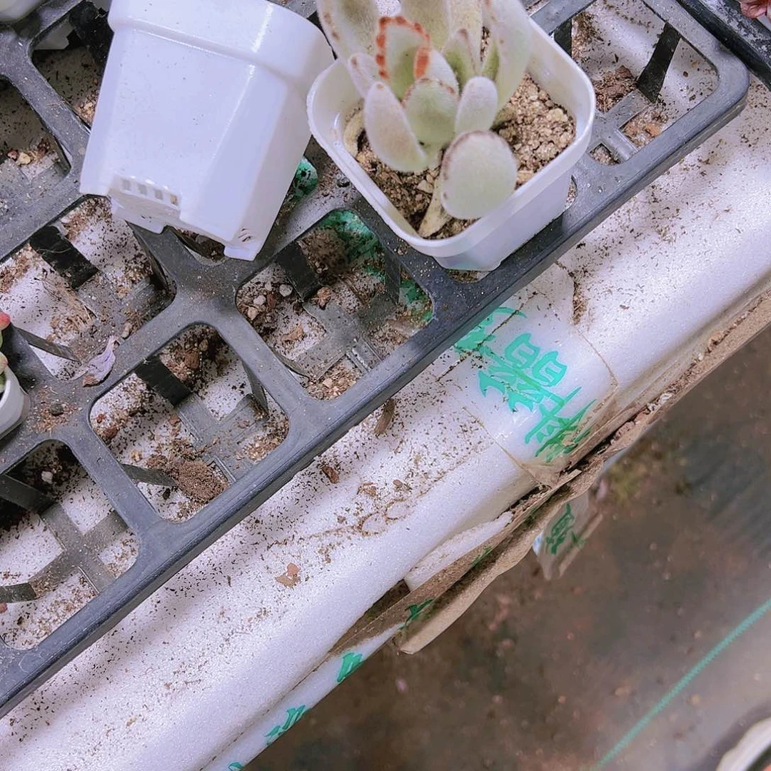 闪光兔多肉植物19包邮