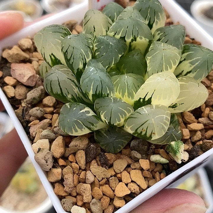 100灵犀玉露锦一物一拍
