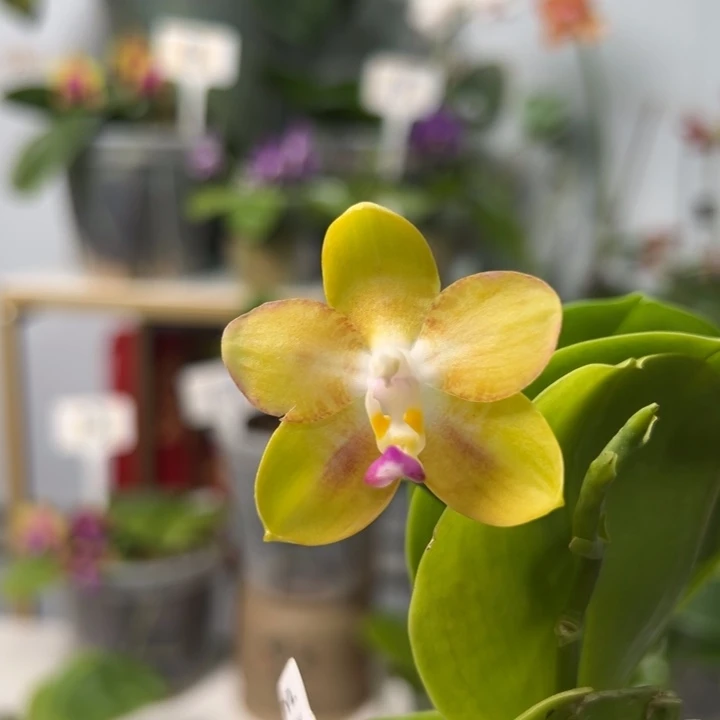 大部分开放少量花苞彩虹熊2.5寸双花剑超级可爱