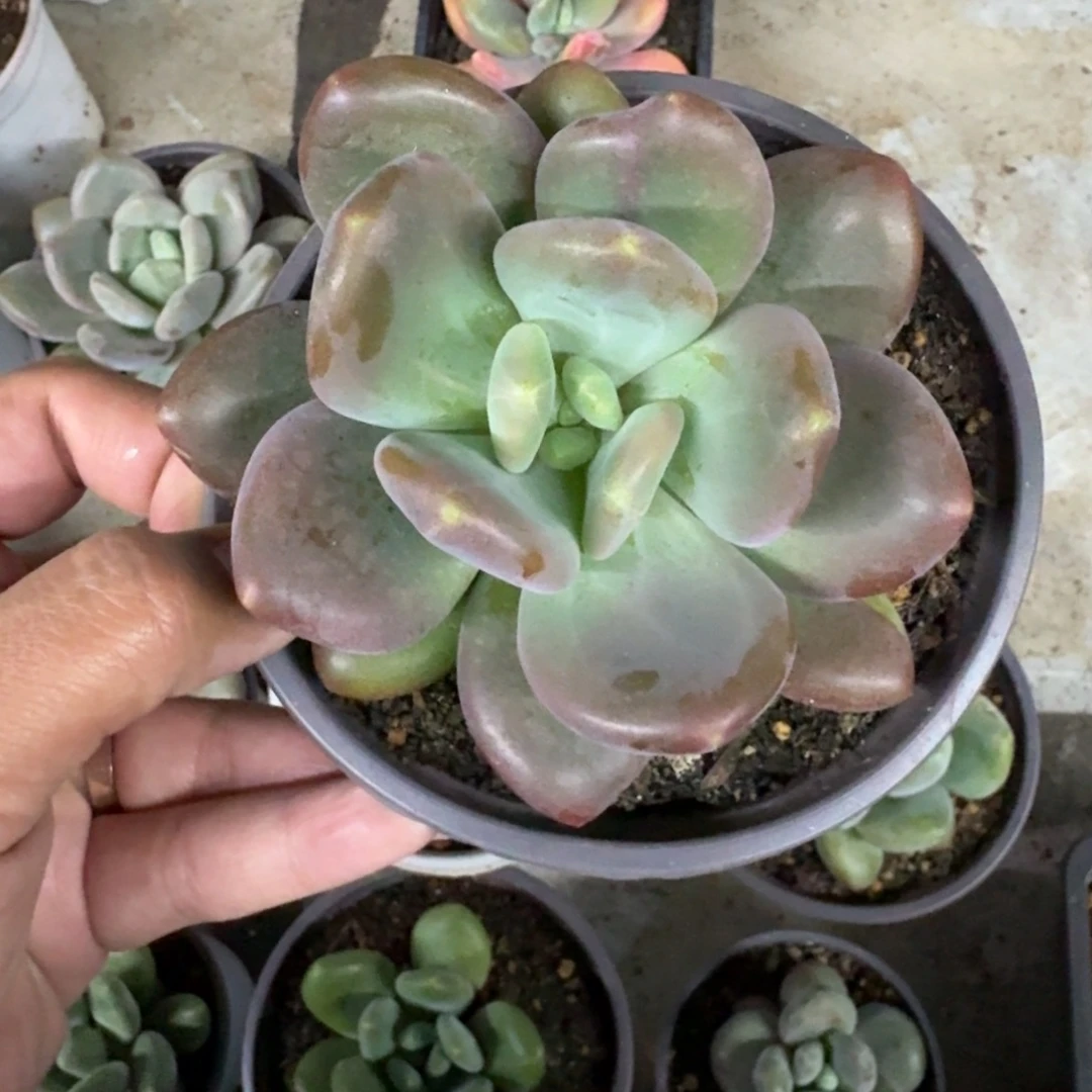 X系列美人新品 一物一拍