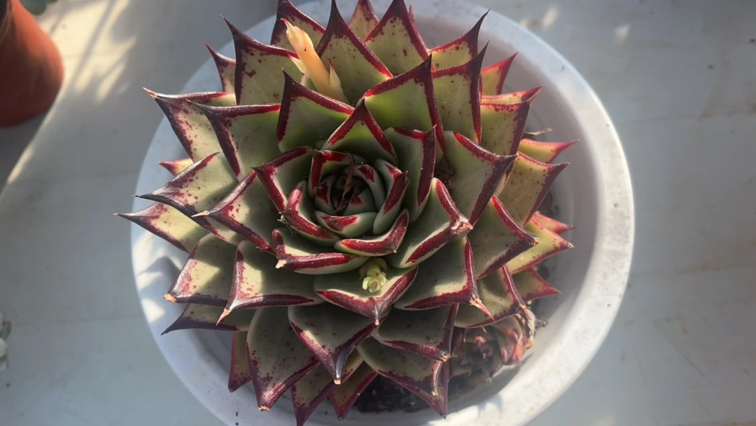 乌木 东云系列 多肉植物