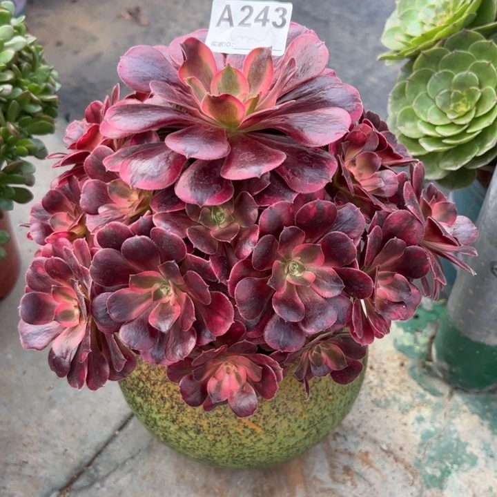 243美杜莎20厘米