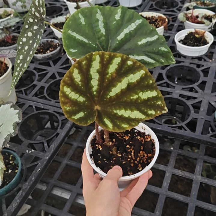 北越秋海棠一物一拍