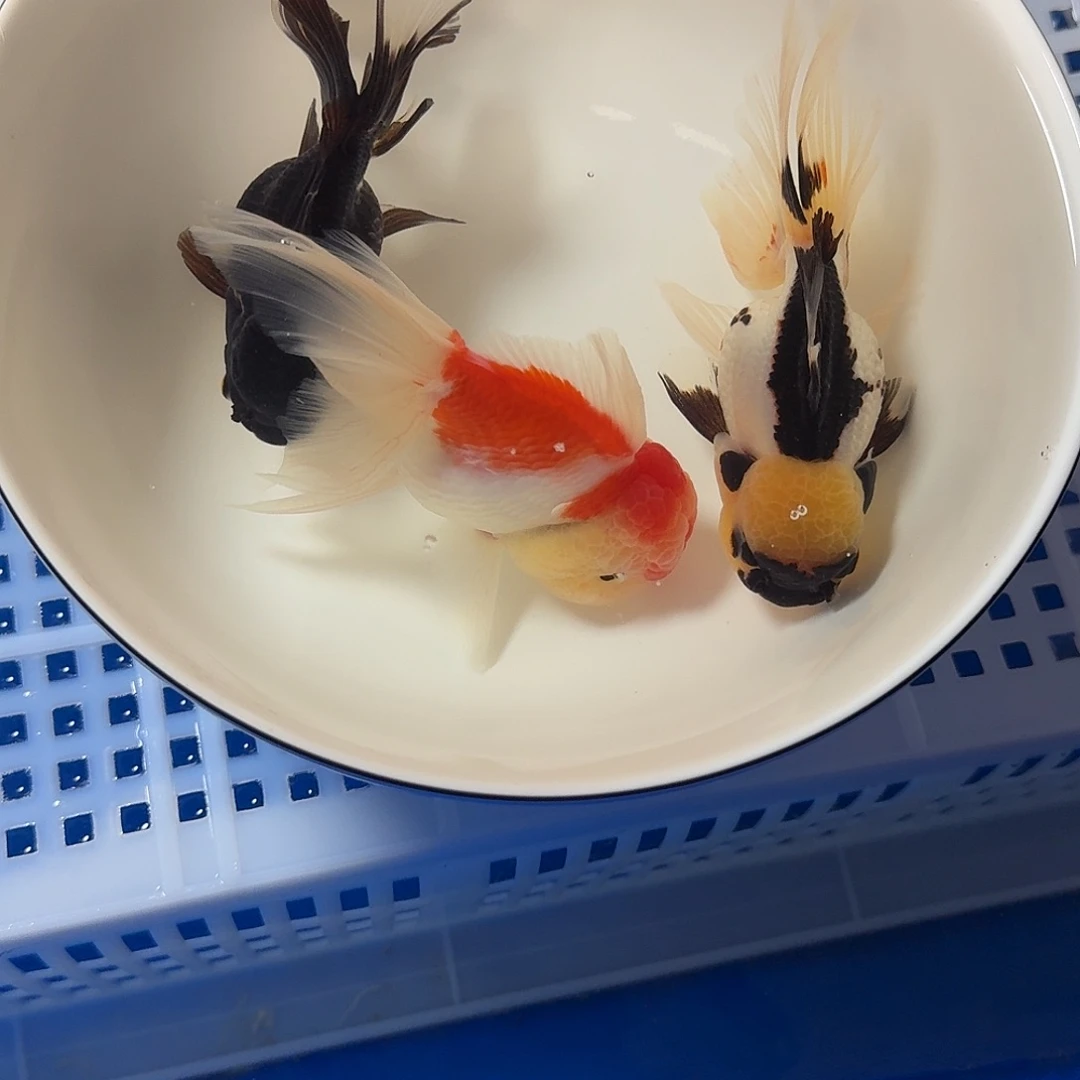 海水鱼一二三，四五六七八