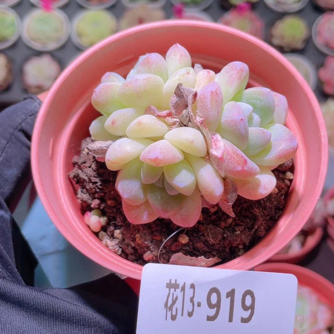 花利美13-919冰玉