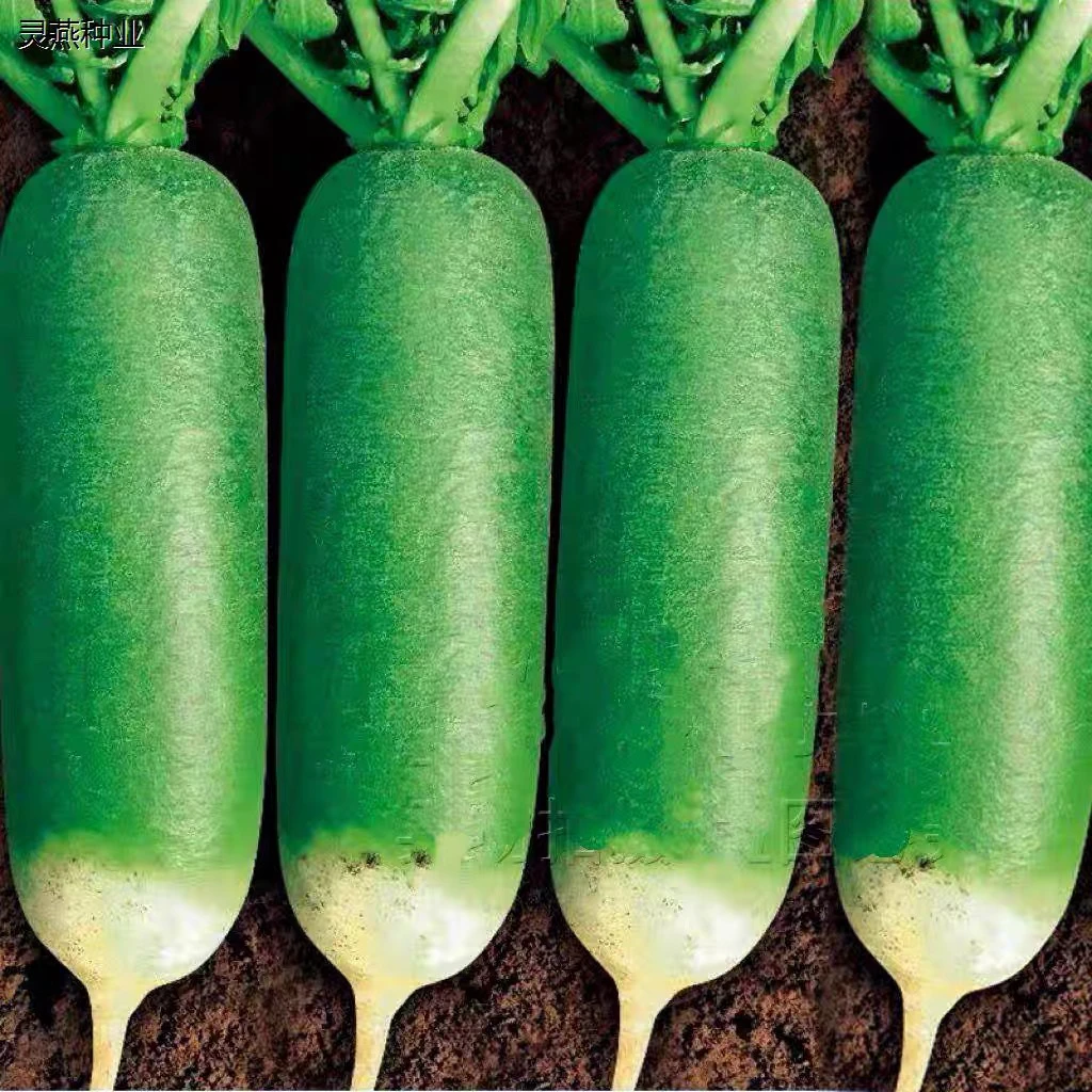 绊倒驴青萝卜种子东北大青萝卜籽秋季大绿萝卜蔬菜种籽甜汁脆高产