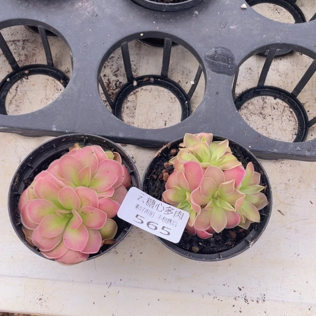 B****?云糖心多肉植物565