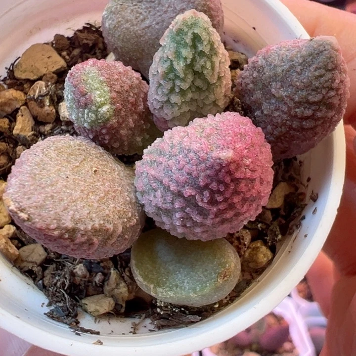 胖***贵可以说我很喜欢看这段