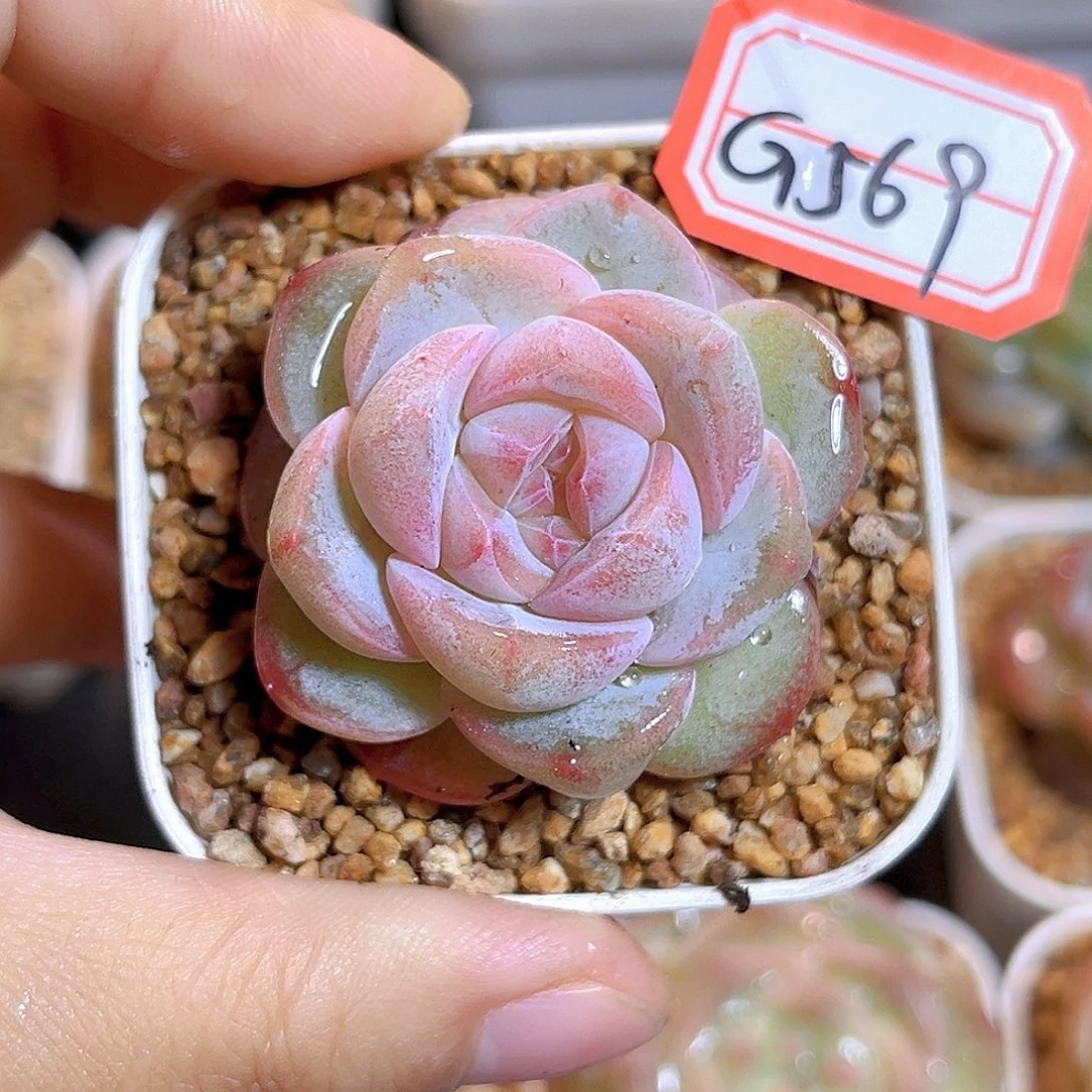 G569  粉圆珍妮多肉