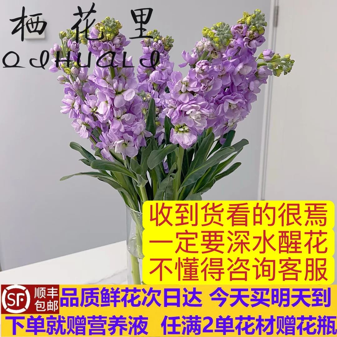 紫色系紫罗兰10支带香味新鲜直达云南鲜花 今天买 明天顺丰包邮送花上门任意两单花材赠送花瓶
