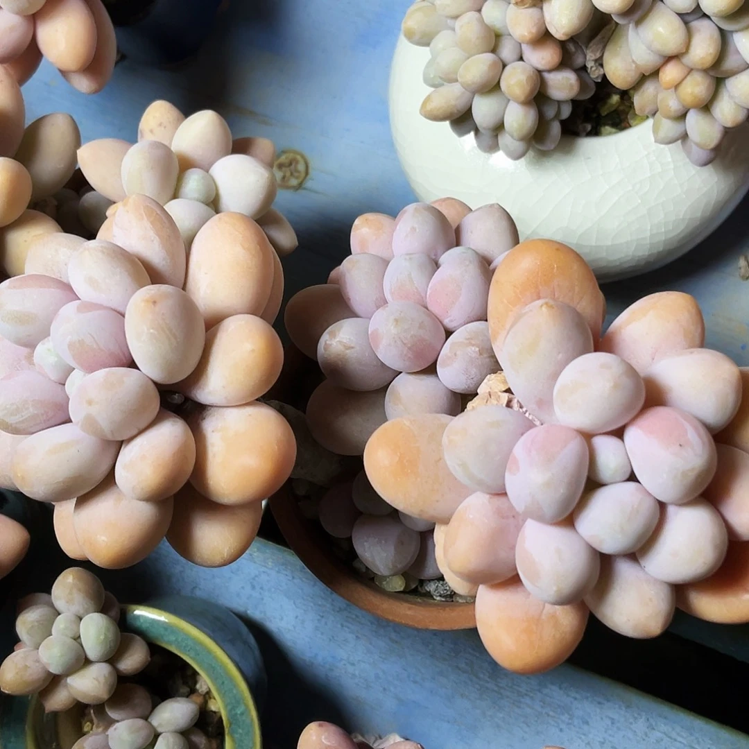 想****多肉植物的生长发育和生长发育等