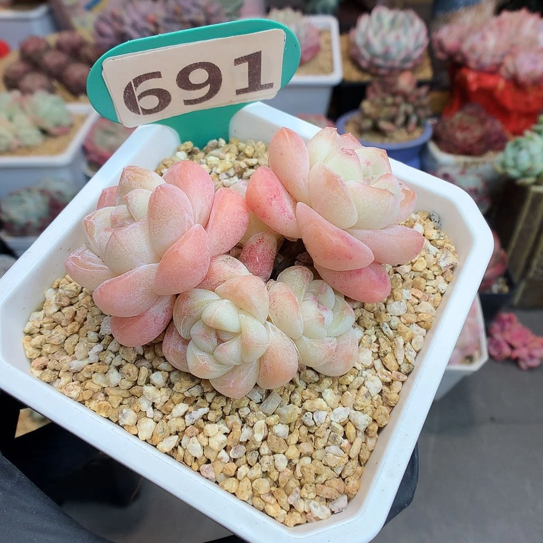 691 琥珀冰玉多肉