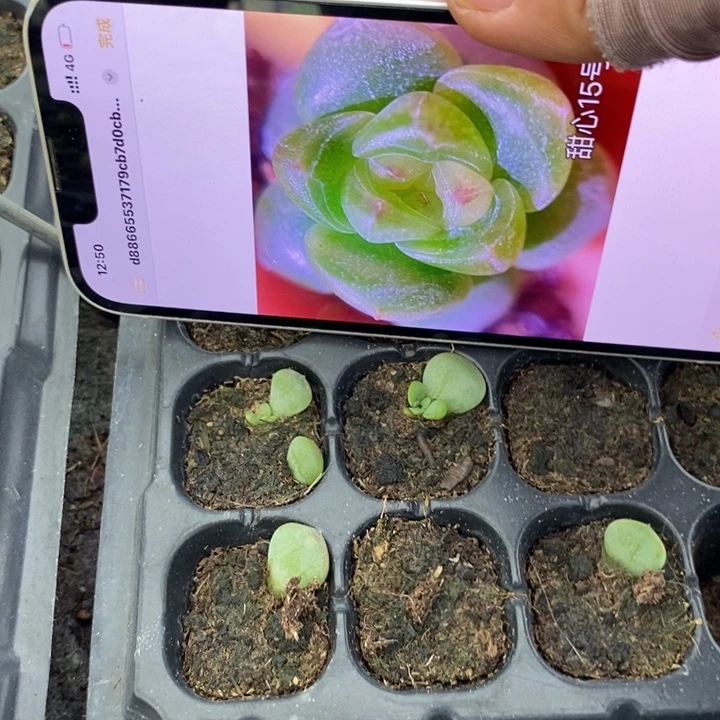 甜心15号芽苗一个多肉