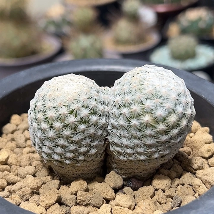 双头白鸟实生哈哈哈哈哈