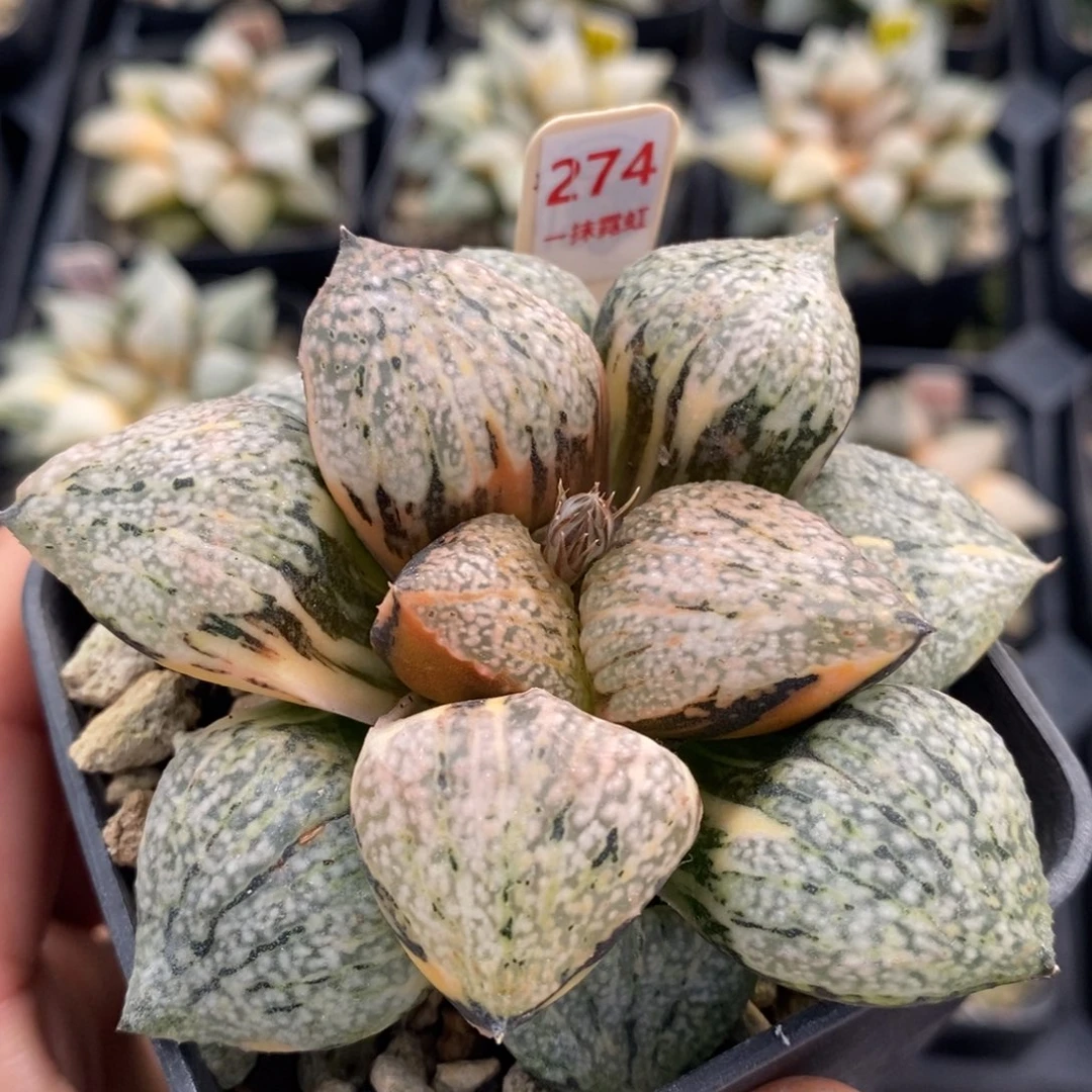 不开花植物274丸叶白银