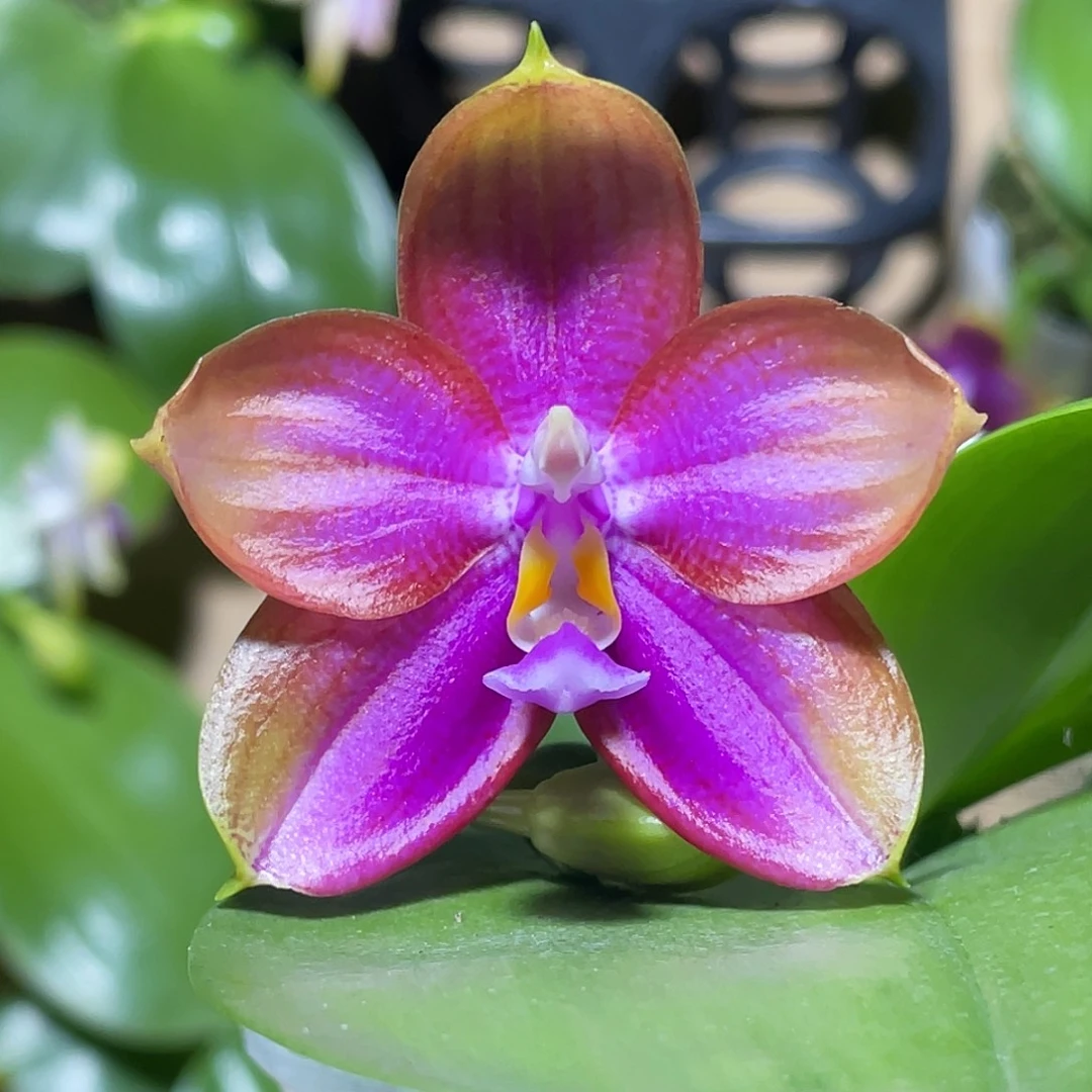 完全开放466号龙玛丽