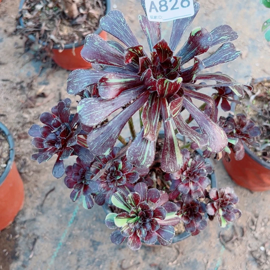 ****)826水墨丹青多肉法师