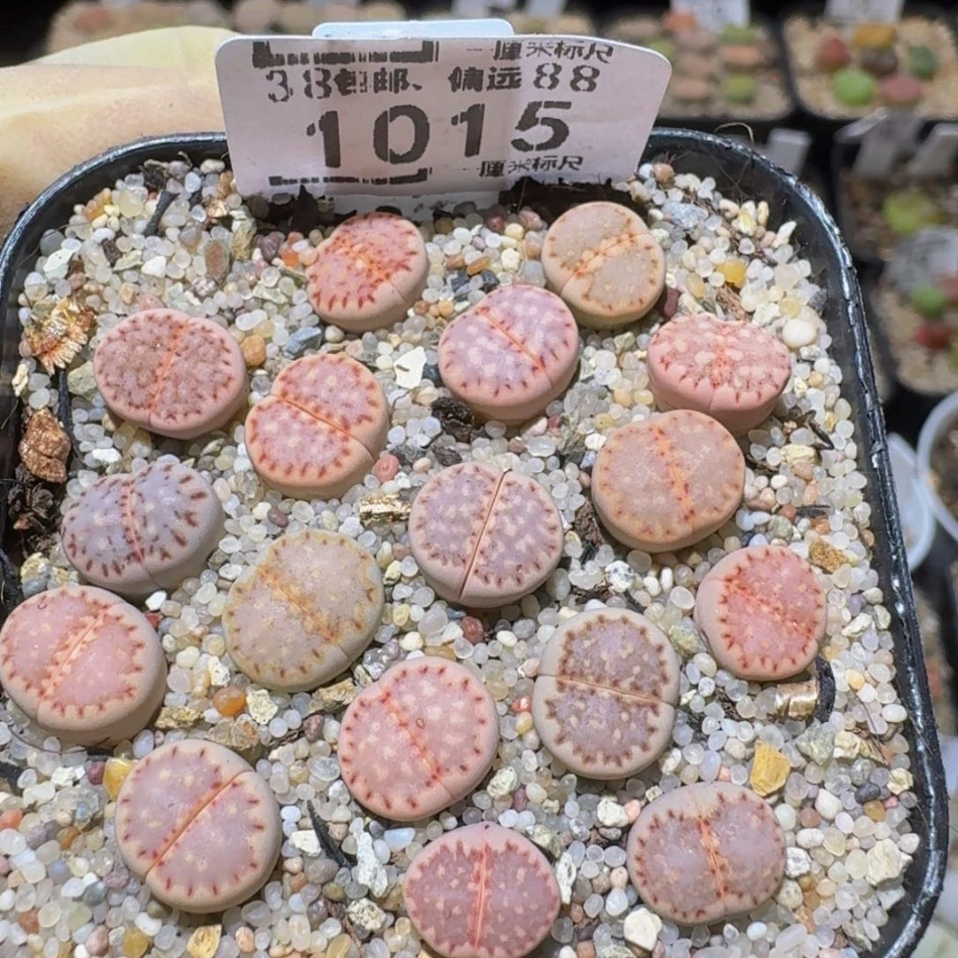 Ssss精品生石花1015粉饼