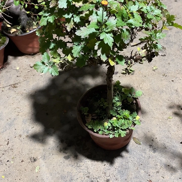 s***n无花朵25菊花菊花菊花家花花