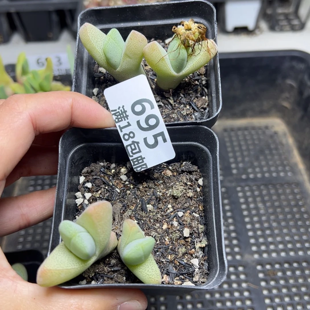 【闪购商品】695……